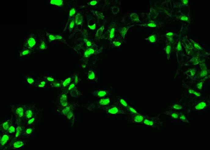 Anti-Human PDGFC Antibody [B234]