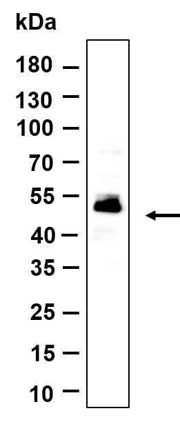 Anti-Human/Mouse/Rat C9orf167 Antibody [B957] - ABMIUM