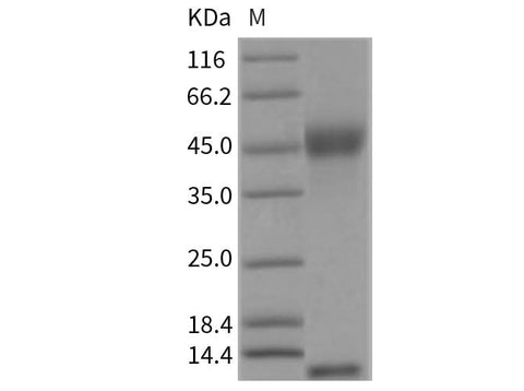 > 98 % as determined by reducing SDS-PAGE.