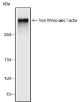 Anti-Human/Mouse Von Willebrand Factor Antibody [A683]