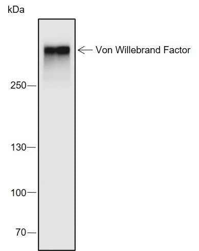 Anti-Human/Mouse Von Willebrand Factor Antibody [A683]