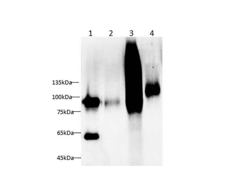 Anti-Mouse/Rat CD106 Antibody - ABMIUM