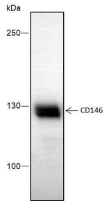 Anti-Human/Rat/Mouse CD146 Antibody [A472]
