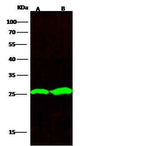 Anti-Rat UCHL1 Antibody [B520]
