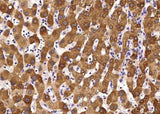Anti-Human GOT2 Antibody [A919] - ABMIUM