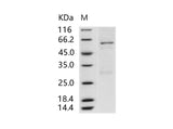 > 90 % as determined by reducing SDS-PAGE.