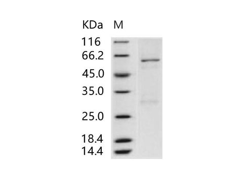 > 90 % as determined by reducing SDS-PAGE.