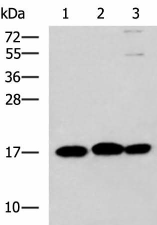 Western blot analysis of 231 HL60 and Jurkat cell lysates using RPS14 Polyclonal Antibody at dilution of 1:700