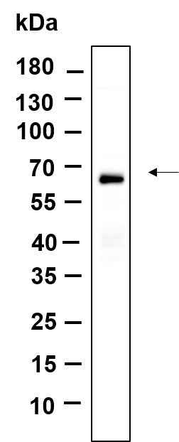 Anti-Human/Mouse/Rat BAT5 Antibody [B967] - ABMIUM