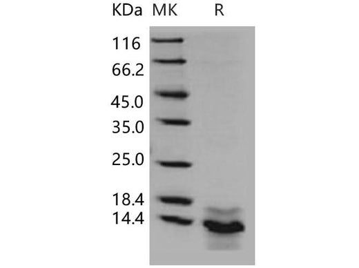 > 85 % as determined by reducing SDS-PAGE.