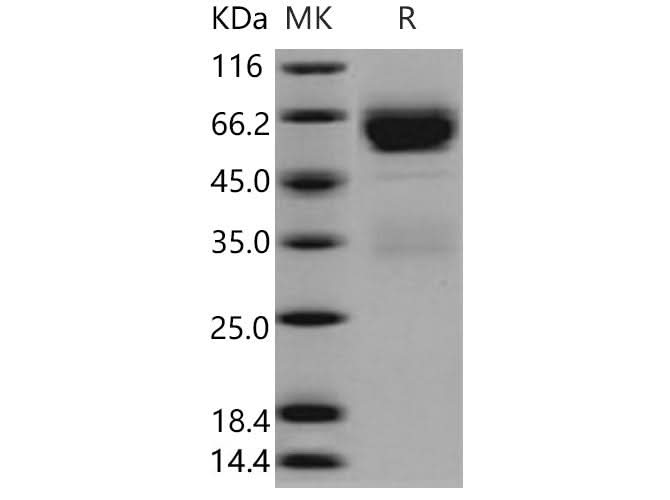 > 94 % as determined by reducing SDS-PAGE.