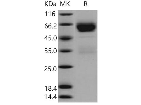 > 94 % as determined by reducing SDS-PAGE.