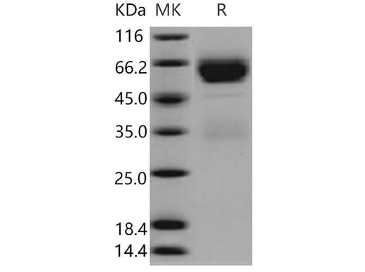 > 94 % as determined by reducing SDS-PAGE.