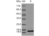 > 94 % as determined by reducing SDS-PAGE.