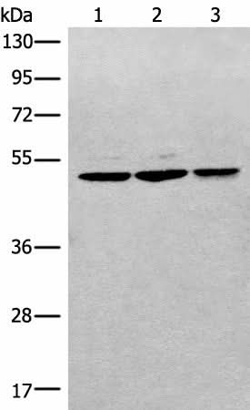 Western blot analysis of RAW264.7 Raji and Jurkat cell lysates using RPL3 Polyclonal Antibody at dilution of 1:400