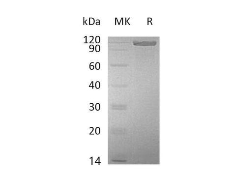 > 95 % as determined by reducing SDS-PAGE.