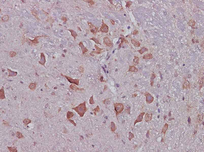 Anti-Mouse CNTF Antibody - ABMIUM