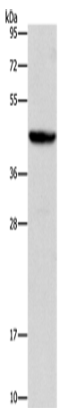 Anti-Human/Mouse ORM2 Antibody - ABMIUM