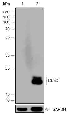 Anti-Human CD3D Antibody [A525] - ABMIUM
