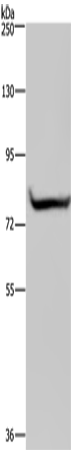 Anti-Human/Mouse/Rat GYS1 Antibody - ABMIUM