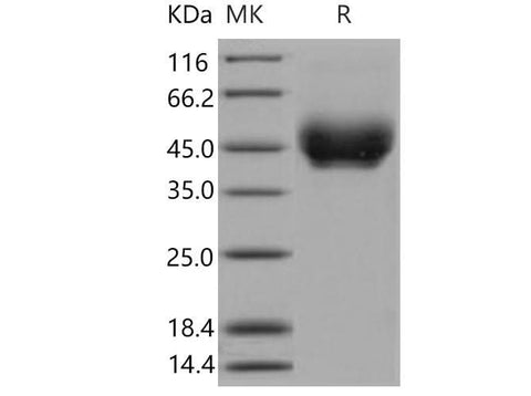 > 98 % as determined by reducing SDS-PAGE.