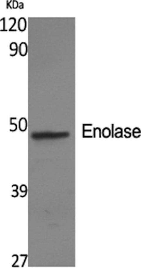 Western Blot analysis of SH-SY5Y cells using ENO2 Polyclonal Antibody at dilution of 1:2000.