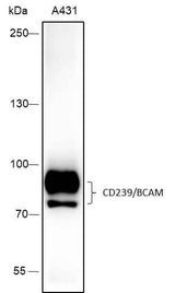 Anti-Human CD239/BCAM Antibody [A414]