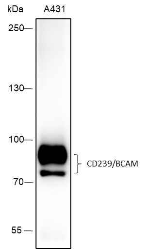 Anti-Human CD239/BCAM Antibody [A414] - ABMIUM
