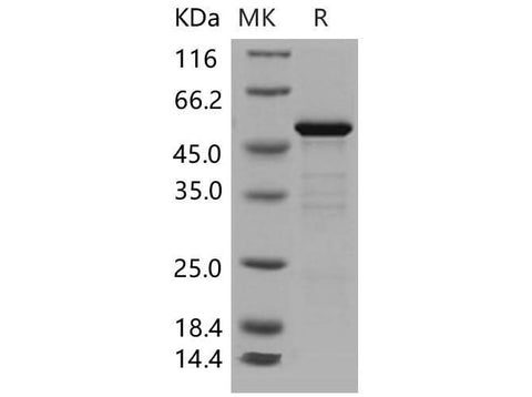 > 90 % as determined by reducing SDS-PAGE.