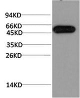 Western Blot analysis of Hela cells using ATG5 Monoclonal Antibody at dilution of 1:1000.