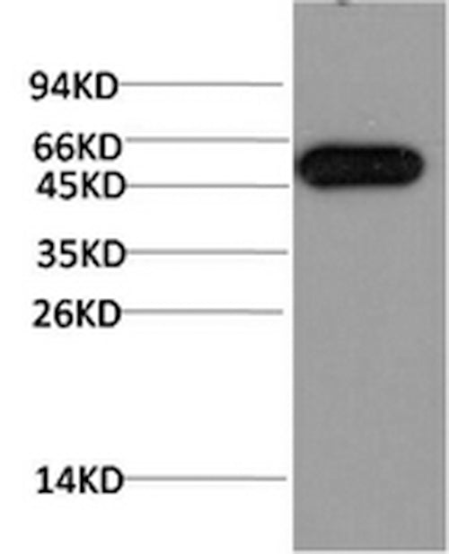 Western Blot analysis of Hela cells using ATG5 Monoclonal Antibody at dilution of 1:1000.