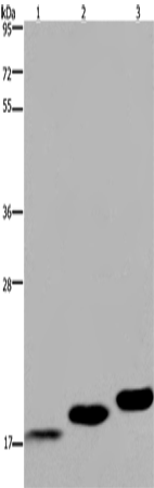 Anti-Human/Mouse/Rat MYL12B Antibody - ABMIUM