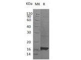 > 95 % as determined by reducing SDS-PAGE.