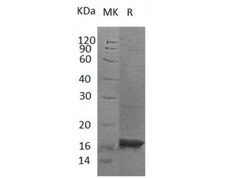 > 95 % as determined by reducing SDS-PAGE.