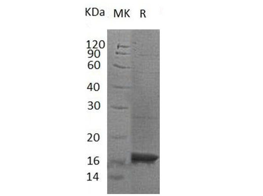 > 95 % as determined by reducing SDS-PAGE.