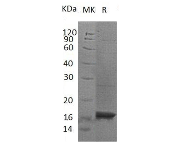 > 95 % as determined by reducing SDS-PAGE.