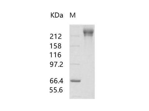 Recombinant HIV-1 gp140 Protein (group M, subtype CRF07_BC) (Fc Tag) - ABMIUM