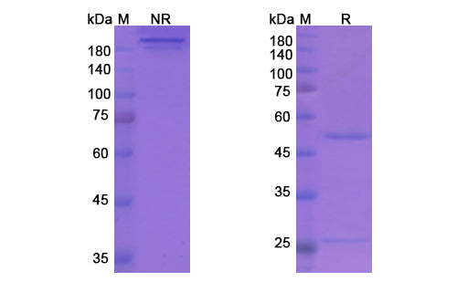 SDS-PAGE for Stamulumab Biosimilar - Anti-MSTN, GDF-8 mAb