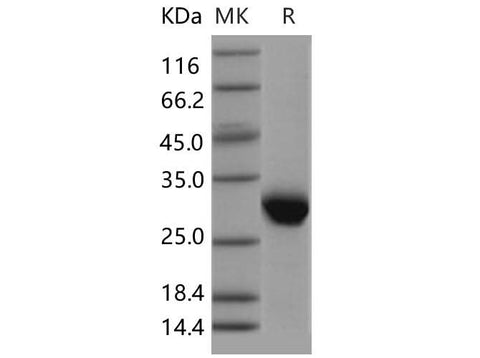 > 95 % as determined by reducing SDS-PAGE.