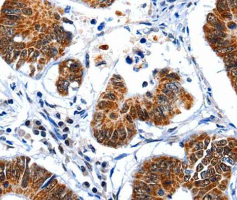 Anti-Human GSK3A Antibody
