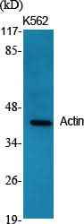Anti-Human/Mouse/Rat Actin Antibody