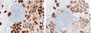 Anti-Human PGC Antibody [A972] - ABMIUM