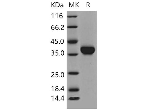 > 97 % as determined by reducing SDS-PAGE.
