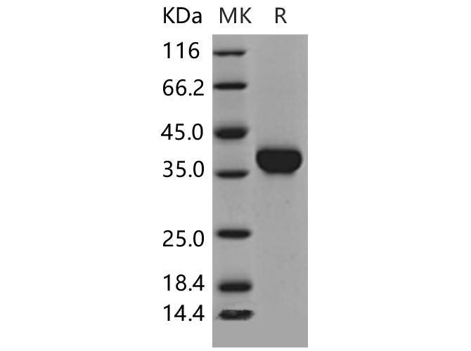 > 97 % as determined by reducing SDS-PAGE.