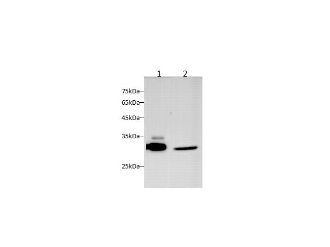 Anti-Human/Mouse/Rat MYD88 Antibody - ABMIUM