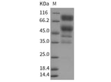 > 82 % as determined by reducing SDS-PAGE.