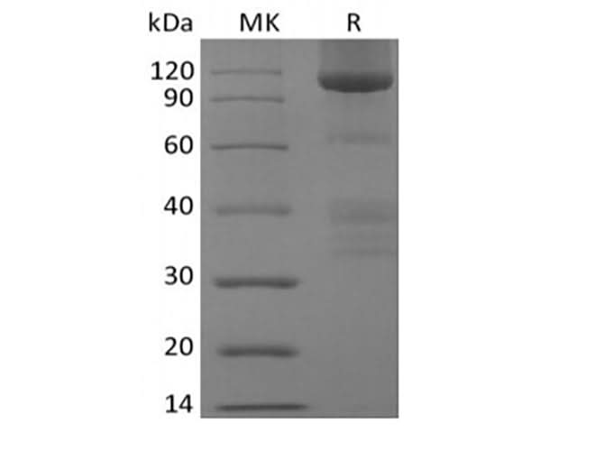 > 90 % as determined by reducing SDS-PAGE.