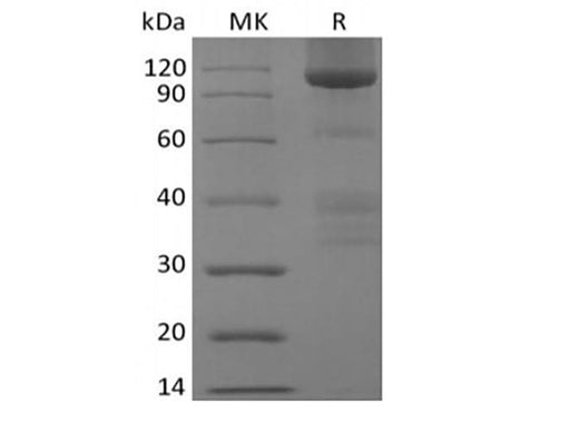 > 90 % as determined by reducing SDS-PAGE.