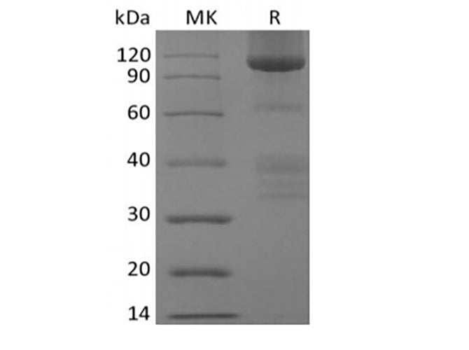 > 90 % as determined by reducing SDS-PAGE.