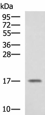 Western blot analysis of A375 cell lysate using SRP14 Polyclonal Antibody at dilution of 1:1350